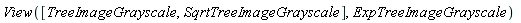 View([TreeImageGrayscale, SqrtTreeImageGrayscale], ExpTreeImageGrayscale)